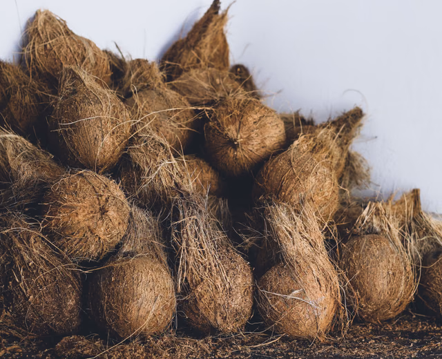 Stacked dry coconuts