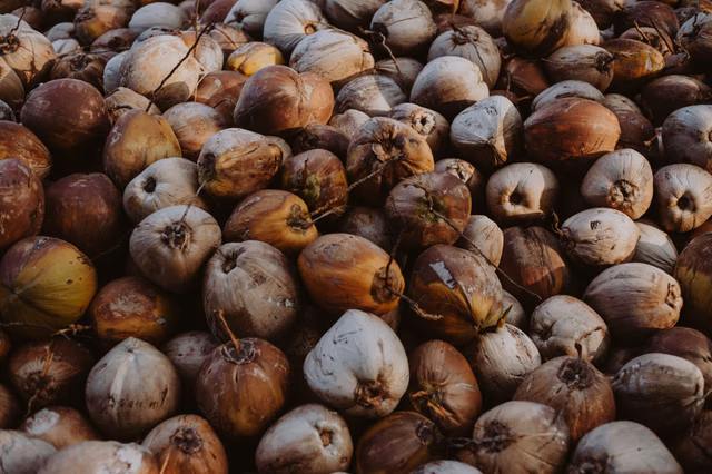 Dried coconut pile