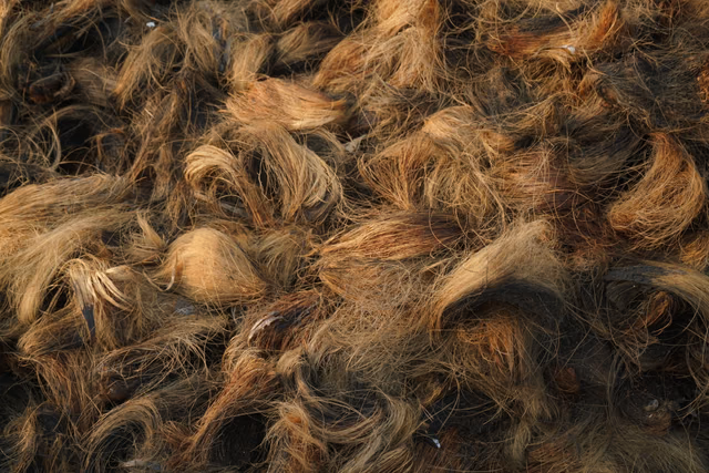 Coir fibres