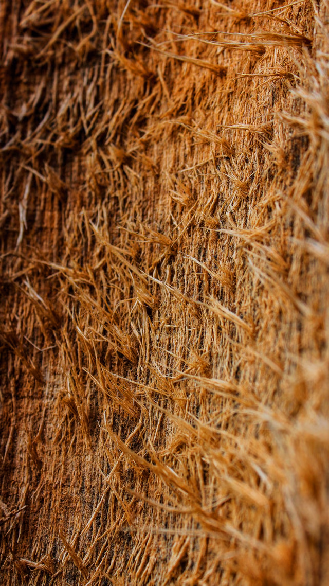 Coconut husk fibres